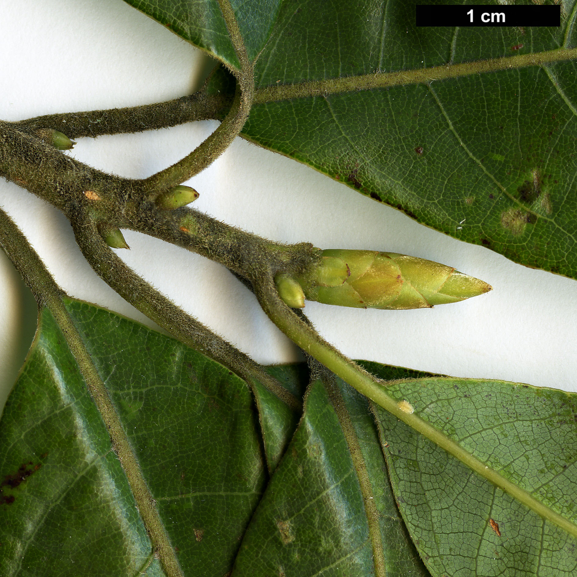 High resolution image: Family: Lauraceae - Genus: Dodecadenia - Taxon: grandiflora